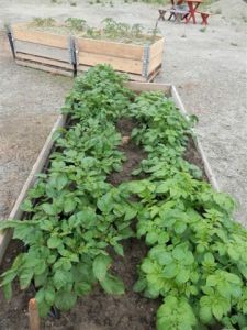 Potatoes growing at the PUAA demonstration garden [Photo courtesy PUAA]